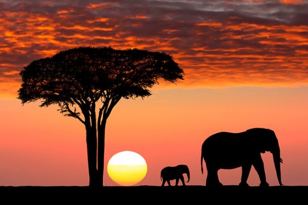 Comprehensive Guide to Safari Travel Insurance: Protect Your Adventure