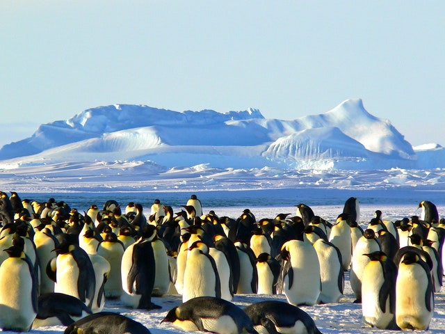 Aurora-Expeditions-Penguins | AardvarkCompare.com